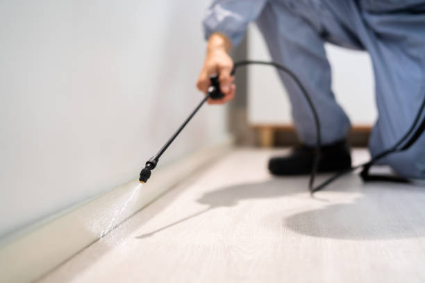 Bed Bug Pre-Treatment Preparation Assessment in Lisbon