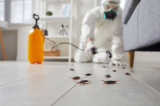 Post-Treatment Bed Bug Interceptor Monitoring in Lisbon